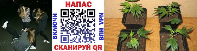 Бошки марихуана Bruce Banner  Углегорск 